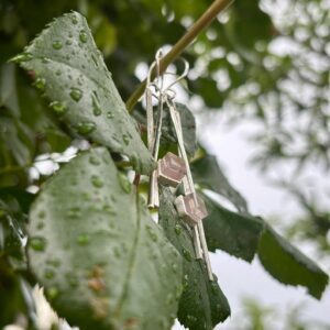 Ohrhaken silber - Rosenquarz lang